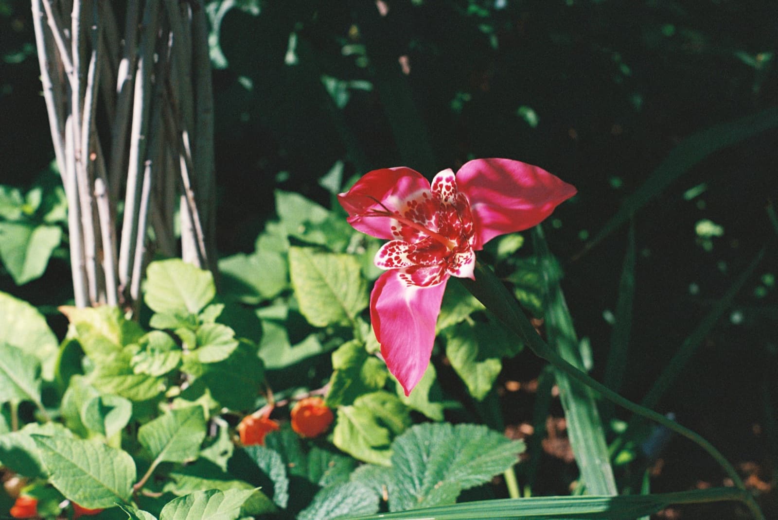 Flowers photographed on film at the Denver Botanical Gardens