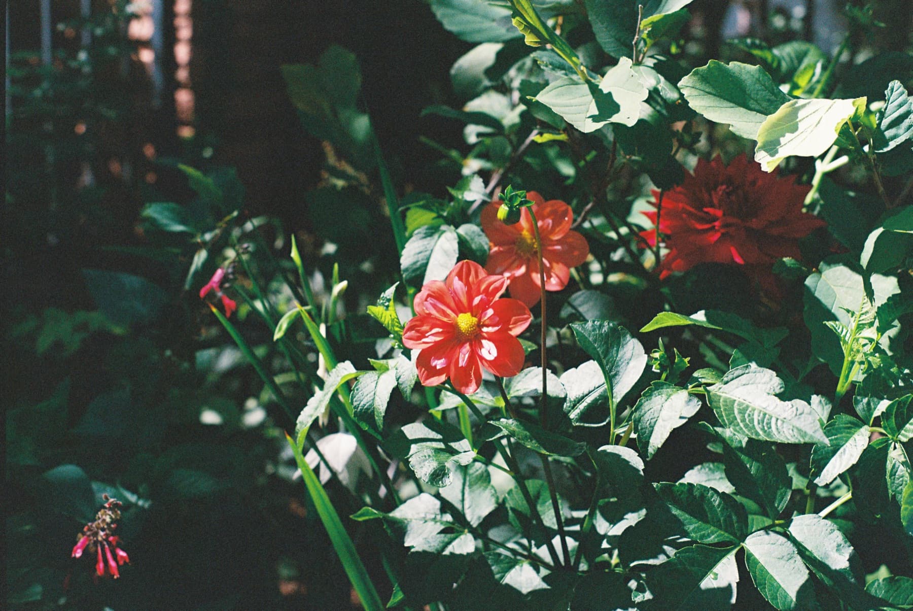 film photo flowers in denver botanical gardens