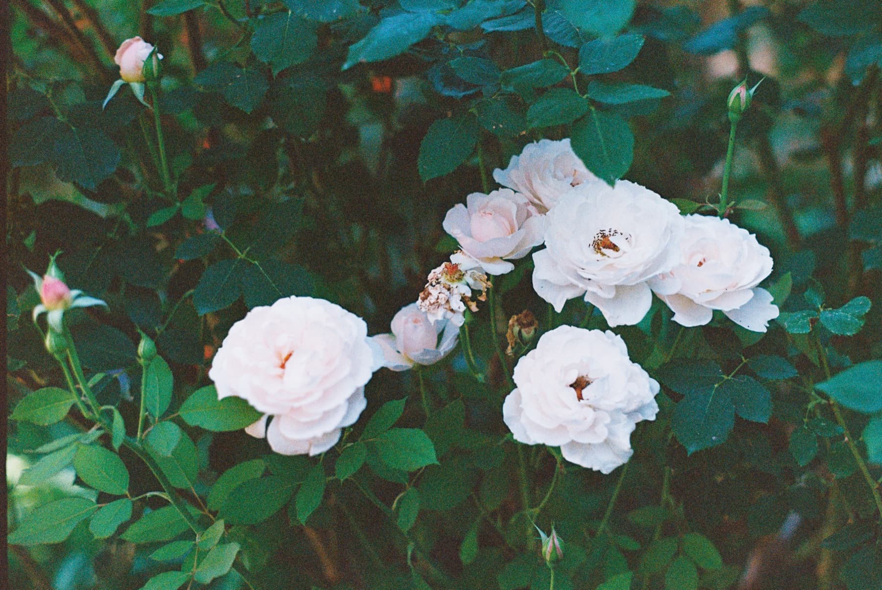 film photo flowers in denver botanical gardens