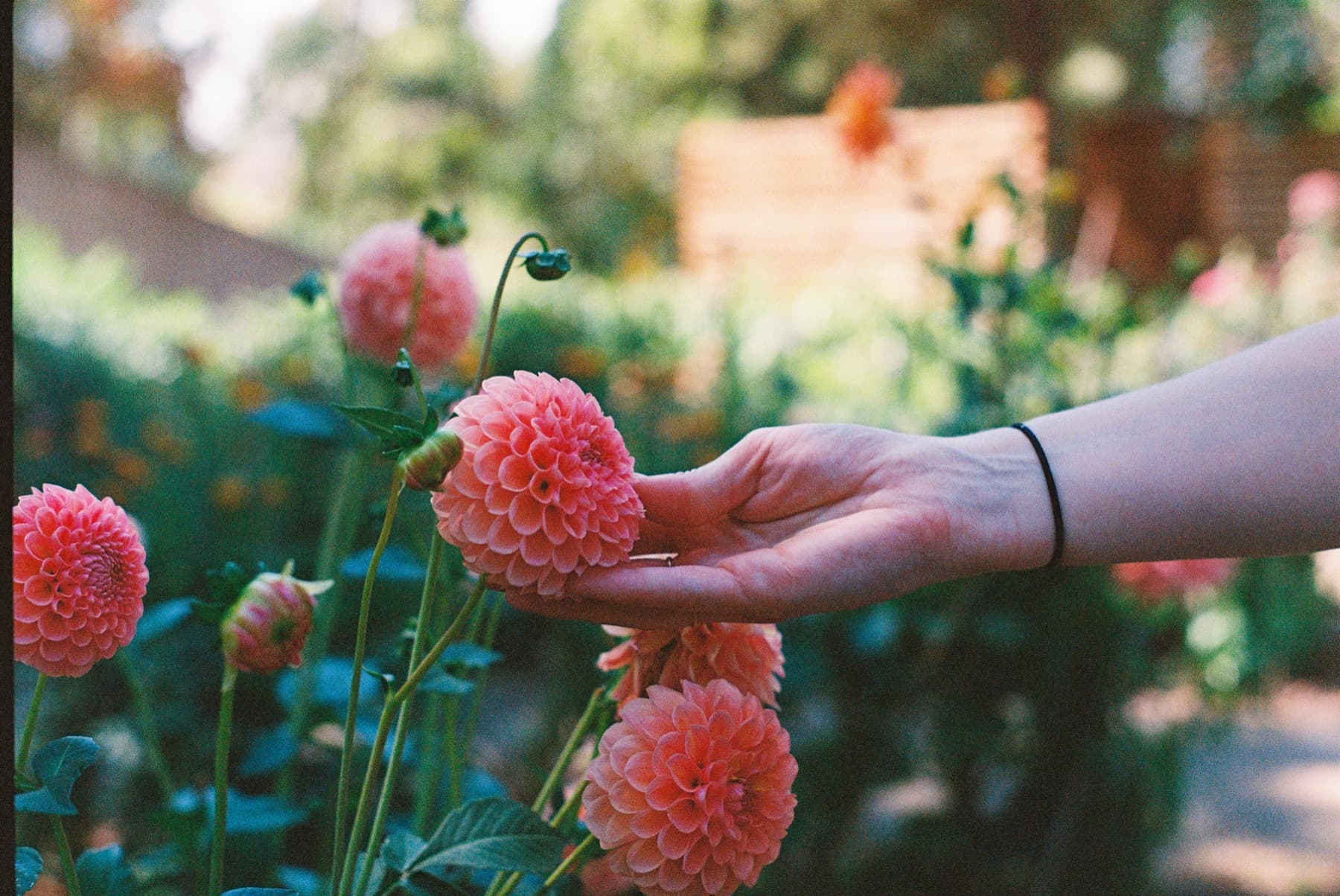 film photo flowers in denver botanical gardens