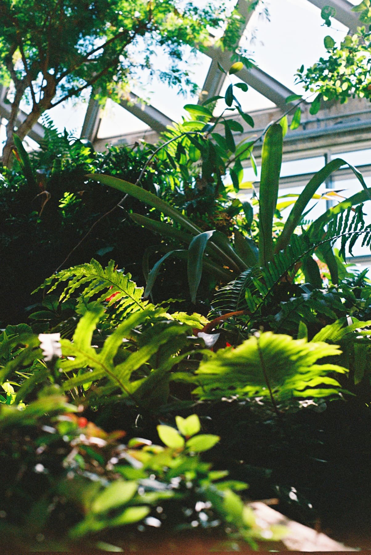 Ferns and greenhouse light photographed on film in Denver