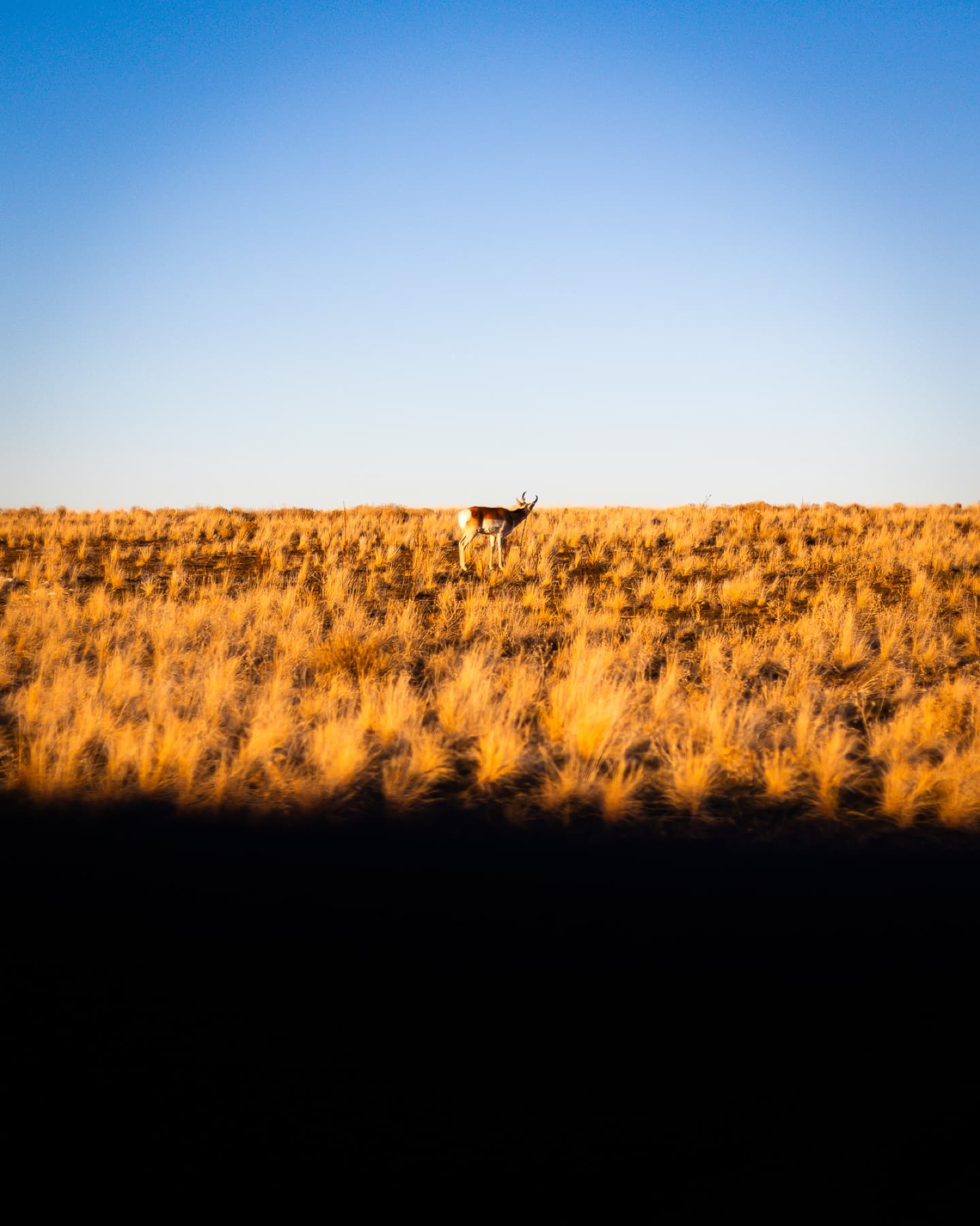 antelope island state park 03 shot of antelope