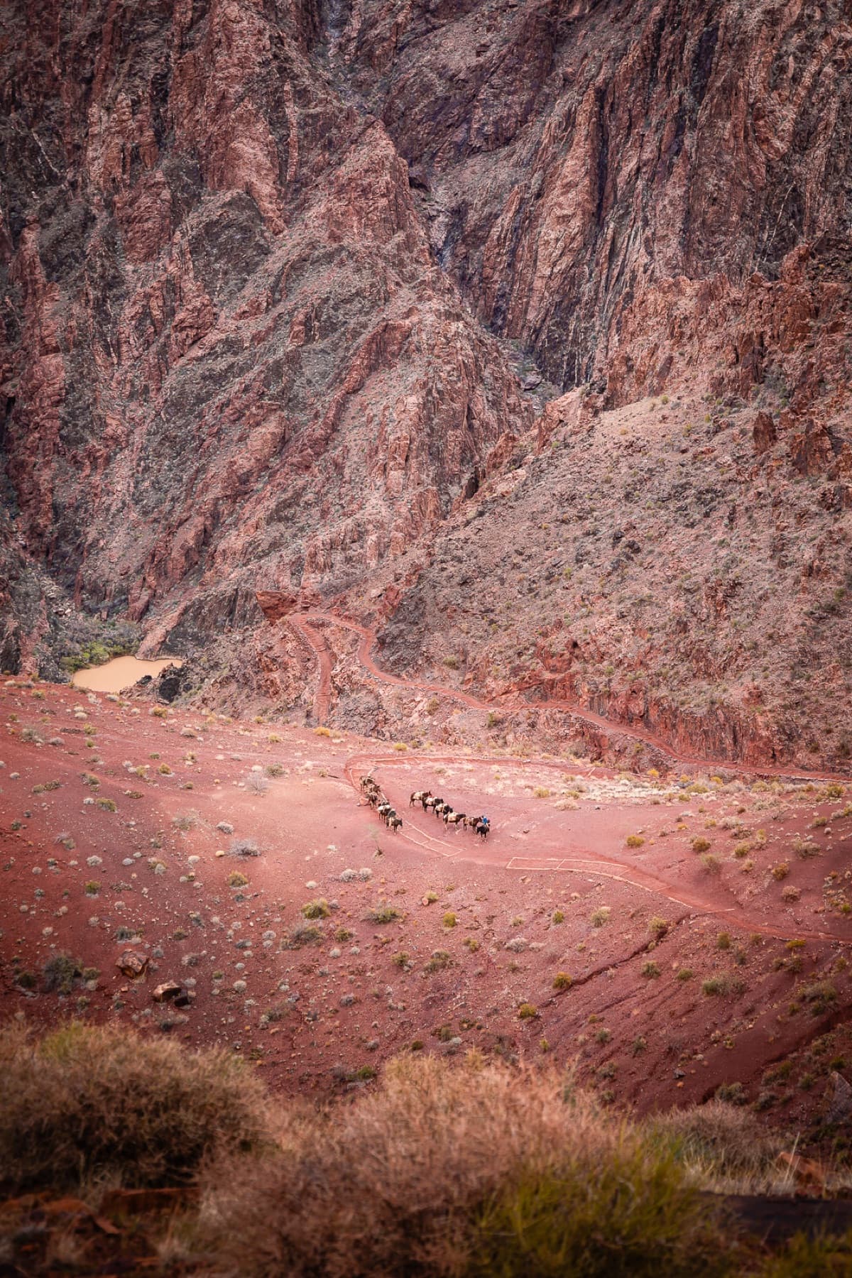 burros in grand canyon from afar